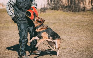 Alsatian Wolf Dog Biting Sleeve During Training. Deutscher Dog
